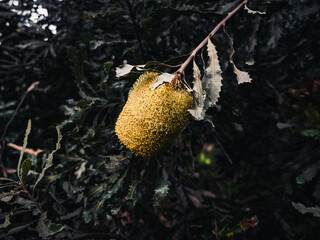 Banksia flower