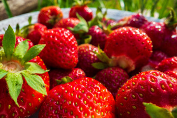 Close-up strawberry crop lying in a basket on green grass in a garden. The concept of healthy food, vitamins, agriculture, market, strawberry sale