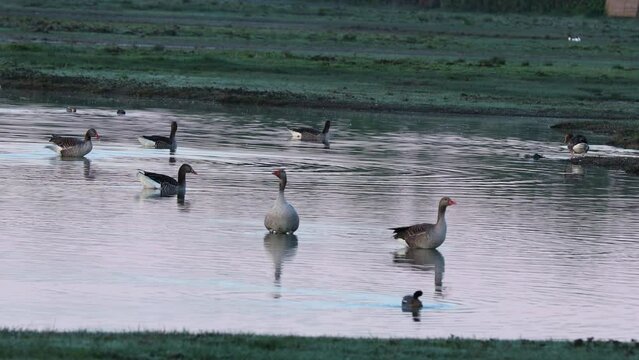 Morning in Birdwatching protected area of Isola della cona Italy