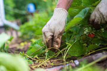 The farmer takes care of the plants in the vegetable garden on the farm. Gardening and plantation concept. Agricultural plants growing in garden beds