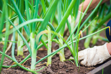 Weeding beds with agricultura plants growing in the garden. Weed control in the garden. Cultivated land close-up. Agricultural work on the plantation