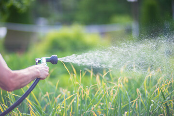Farmer's hand with garden hose and gun nozzle watering vegetable plants in summer. Gardening...