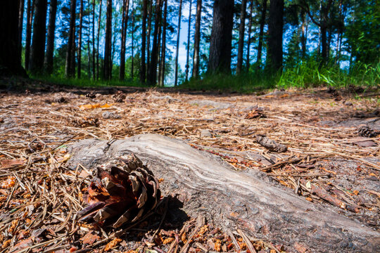 Close-up roots of pine in forest. Low point of view in nature landscape with strong blurry background. Ecology environment