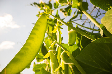 Green pea vegetables in the garden. Close-up of fresh peas and pea pods. Organic and vegan food. Agricultural plants growing in garden beds