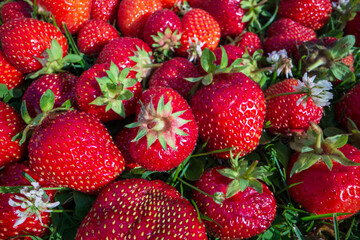 Close up view of strawberry harvest lying on green grass in garden. The concept of healthy food, vitamins, agriculture, market, strawberry sale