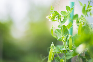 Green pea vegetables in the garden. Close-up of fresh peas and pea pods. Organic and vegan food. Agricultural plants growing in garden beds