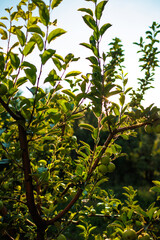 green apples on the branches of a tree in the garden. apples on the tree. orchard with apples. close-up. fruit harvest.