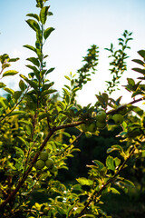 green apples on the branches of a tree in the garden. apples on the tree. orchard with apples. close-up. fruit harvest.