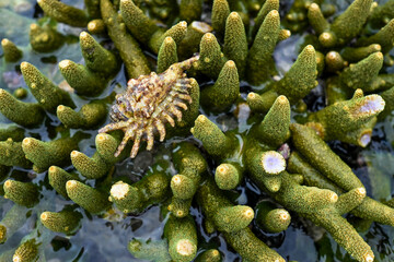 Coral reef on the beach © StanleyRevaldo