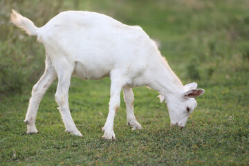 Obraz premium Cute goat on the summer meadow with grass. Outdoor landscape with goats
