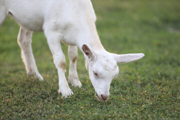 Cute goat on the summer meadow with grass. Outdoor landscape with goats