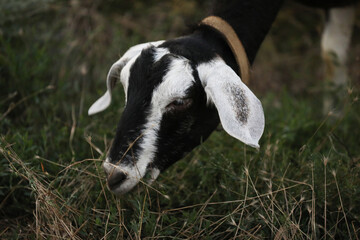 Cute goat on the summer meadow with grass. Outdoor landscape with goats