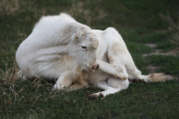 Cute goat on the summer meadow with grass. Outdoor landscape with goats