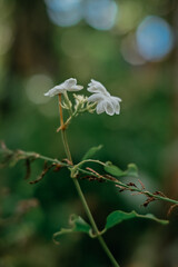 Jasmine flowers in the garden