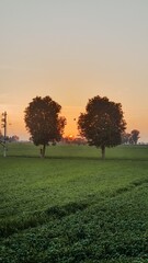 Friends (Trees till end)