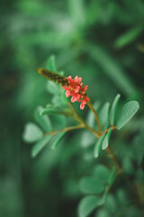 Indigofera hirsuta flower in the garden
