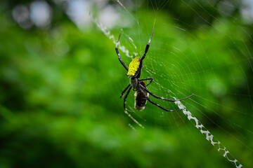 Spider among green leaves