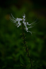 Orthosiphon aristatus or known as cat's whiskers
