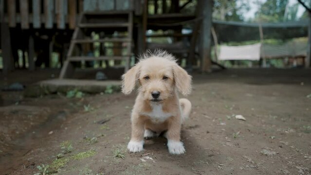 Adorable Poogle Puppy From A Local Village Near The Amazon In Ecuador. Close up