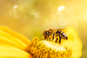 pszczoła na kwiatku rudbekia, bee on rudbeckia flower - obrazy, fototapety, plakaty