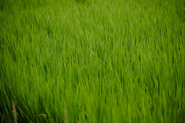 日本の田園風景