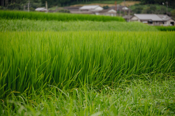 日本の田園風景