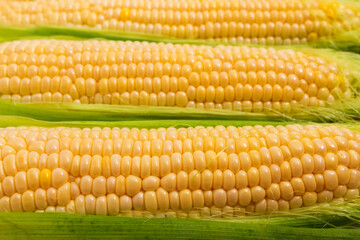 Fresh yellow corn close-up. Harvesting