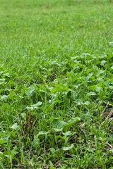Fototapeta premium Rapeseed and cereal seedlings growing in agricultural field to improve soil structure, cover crops to improve soil structure, sustainable agriculture concept