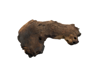 a bones aged wood branch isolated