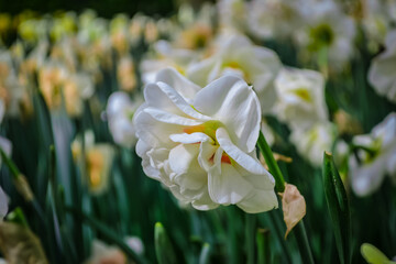 Naklejka premium Tulips in the garden