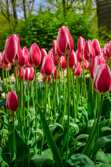 Tulips in the garden