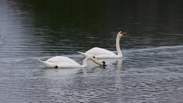 Two Swan Birds swimming on River Isonzo - River Soča in morning lights 