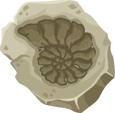 fossilized ammonite in stone, top view clip art preview