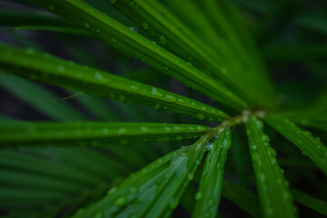 water droplets on palm leaves