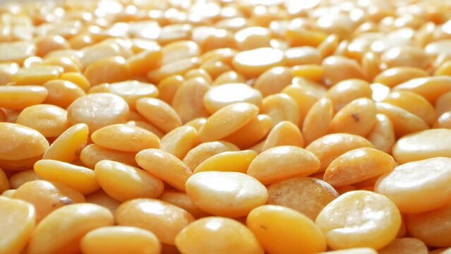 Explore the intricate world of Split Pigeon Peas (Toor Dal) through a mesmerizing macro video. Golden hues, rich textures, and captivating details, showcasing nature's beauty at a microscopic level.
