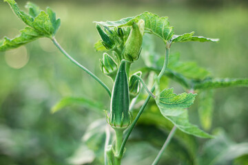 Close-up of fresh okra green vegetable, Okra vegetable field, Okra growing in the field