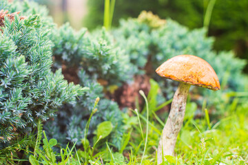 Mushroom boletus on a green meadow. Beautiful autumn season plant. Edible leccinum mushroom, raw food. Vegetarian natural meal