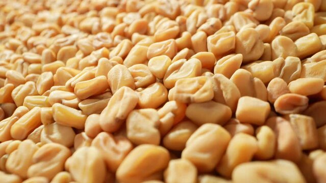Explore fenugreek seeds up close with a mesmerizing macro video shot using a probe lens. Witness intricate textures and vibrant hues in this tiny world of flavor and health benefits.
