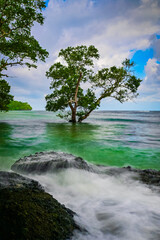 tree on the beach