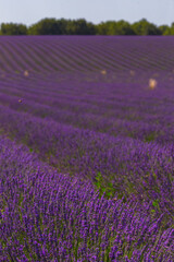 Fototapeta premium lavender field in region