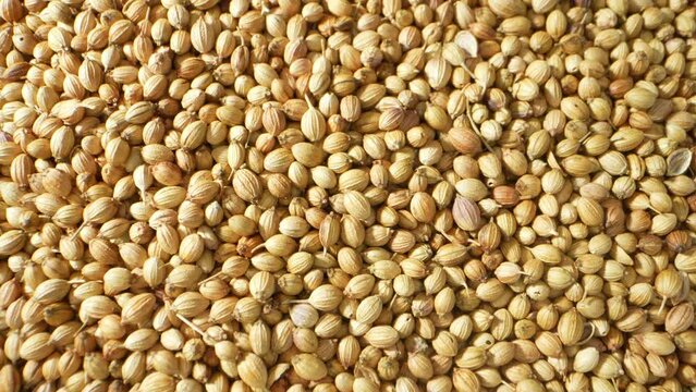 Coriander seeds are aromatic, tan-colored seeds from the coriander plant. They add a citrusy and warm flavor to dishes, popular in various cuisines and known for their digestive benefits.
