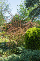 Fototapeta premium Huge bush of Berberis thunbergii Atropurpurea against blurred background of evergreens. Purple foliage on curved branches of barberry blends harmoniously into landscape of evergreen garden.