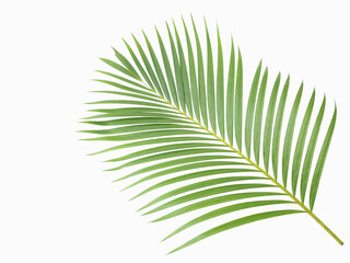 Green palm leaf on white background. Closeup photo, blurred.