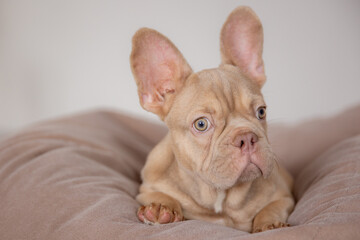 the French bulldog dog is sitting at home on the couch