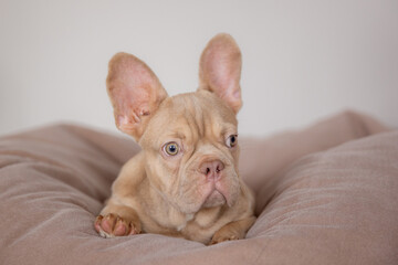 the French bulldog dog is sitting at home on the couch
