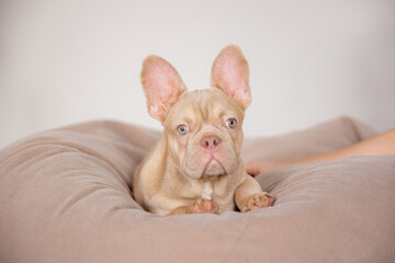 the French bulldog dog is sitting at home on the couch