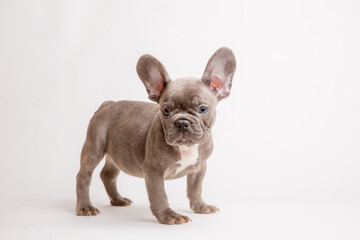 Fototapeta premium the puppy is a French bulldog dog of isobel red color on a white background