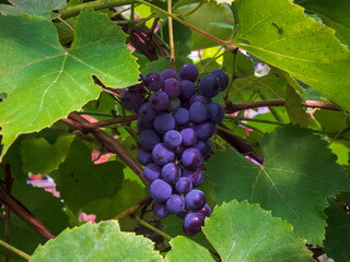 bunch of grapes