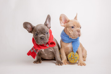 two cute funny French bulldog puppies dressed in a hat and scarf on a white background, calendar