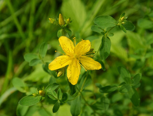 Kleine gelbe Blume - Johanniskraut Blüte - Hypericum calycinum - close up 
